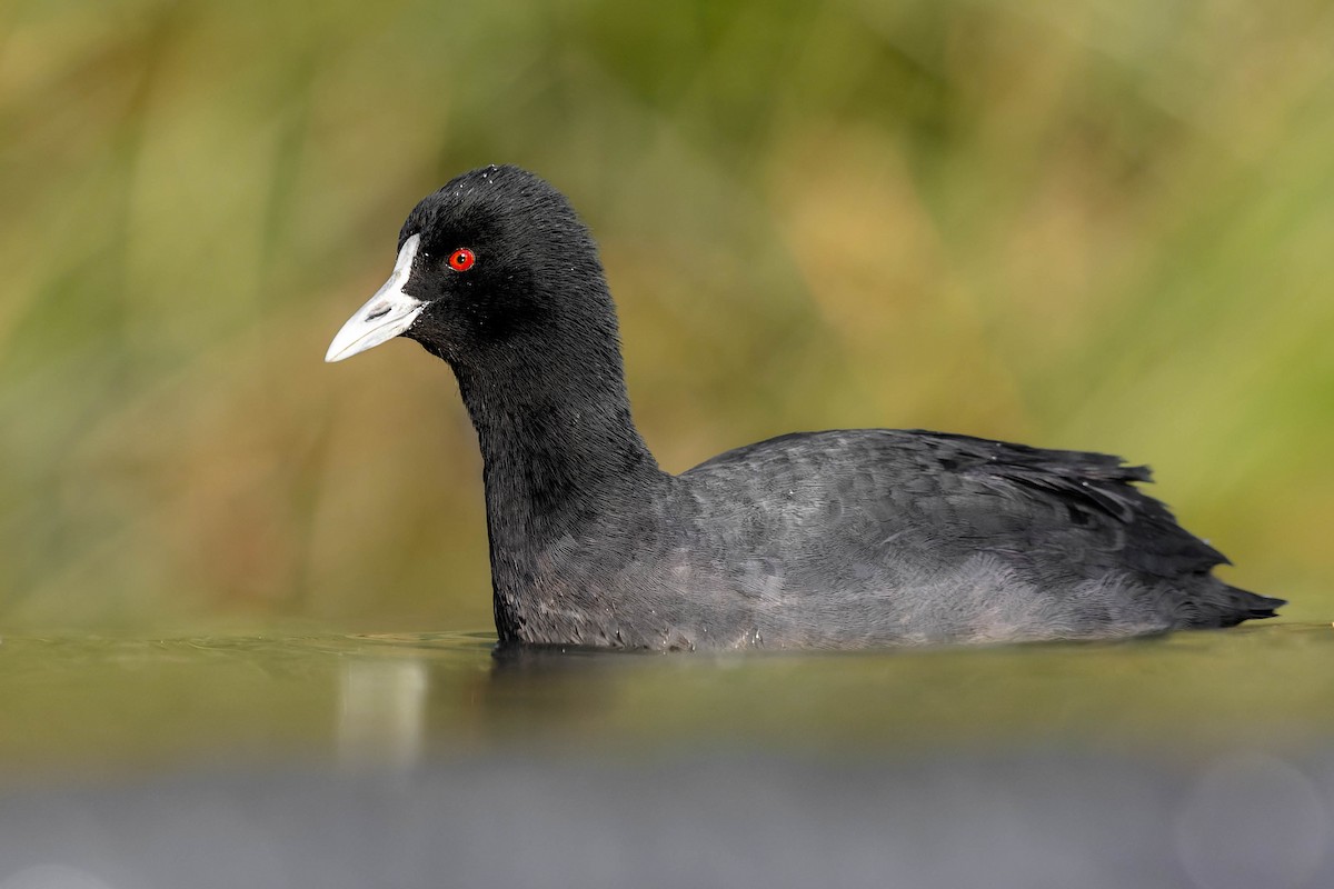 Eurasian Coot - Zebedee Muller