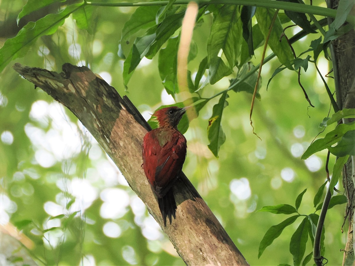 Banded Woodpecker - Evelyn Lee