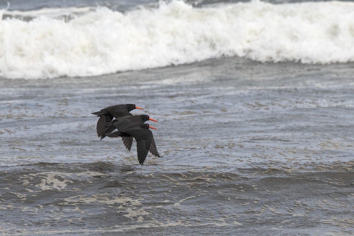 Sooty Oystercatcher - ML608849098