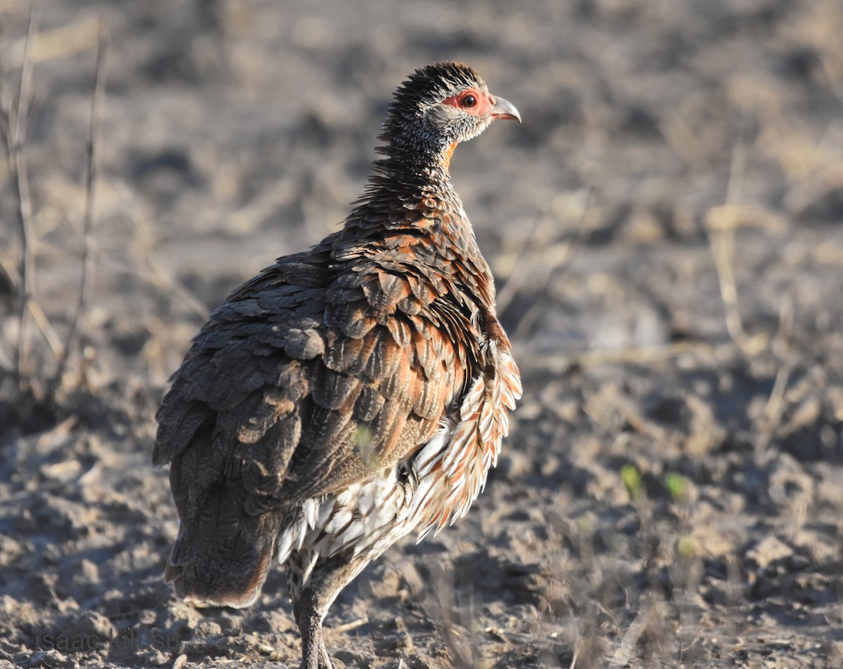 Gray-breasted Spurfowl - ML608849198