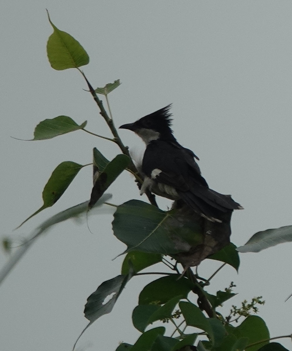 Pied Cuckoo - ML608849220