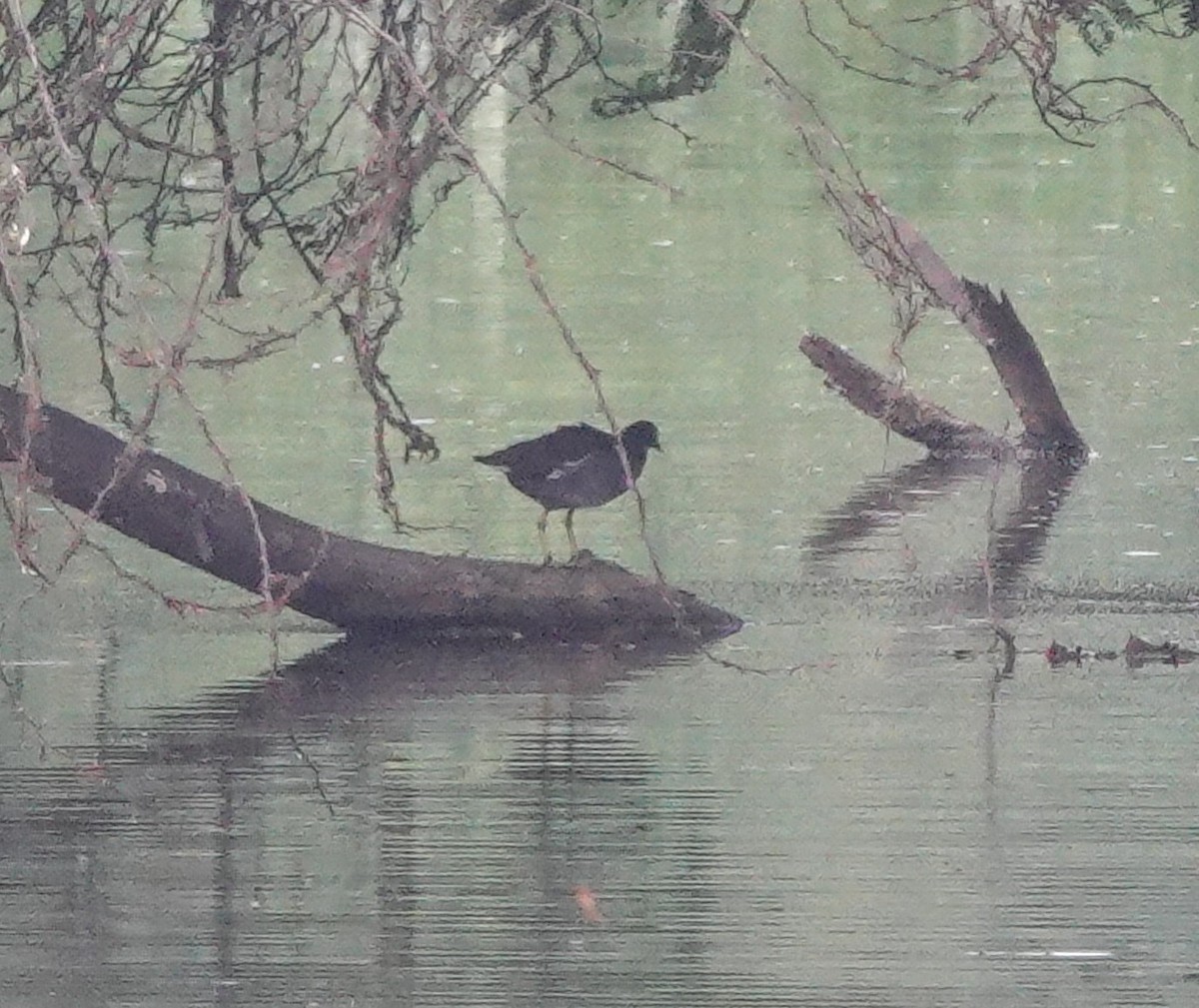 Eurasian Moorhen - ML608849225