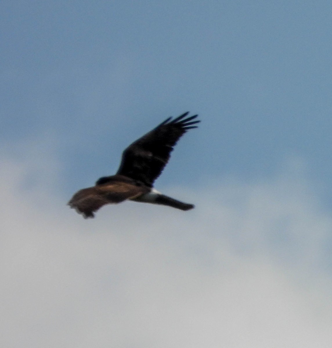 Northern Harrier - ML608849317