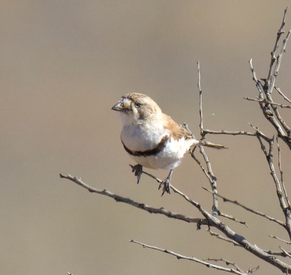 Banded Whiteface - ML608849333