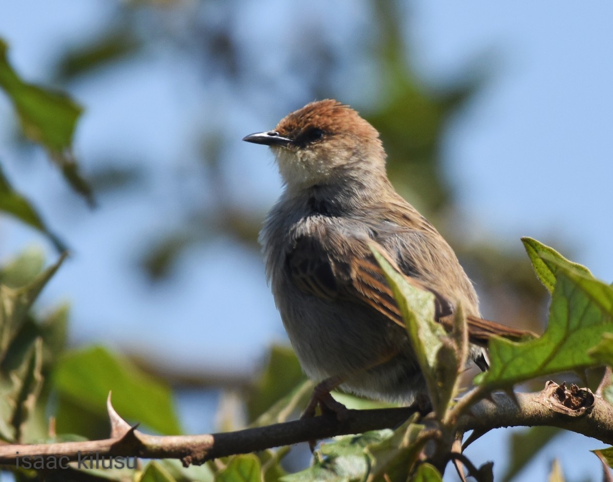 Hunter's Cisticola - ML608849364