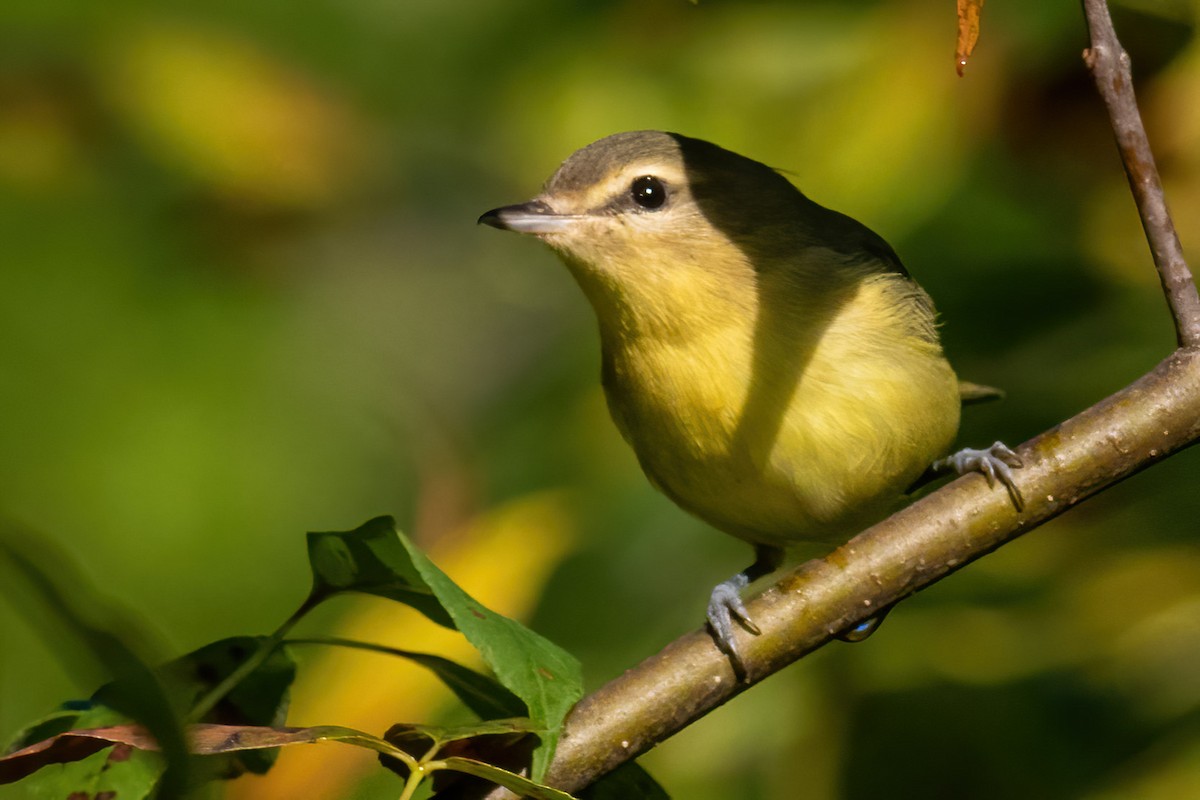 Philadelphia Vireo - ML608849450