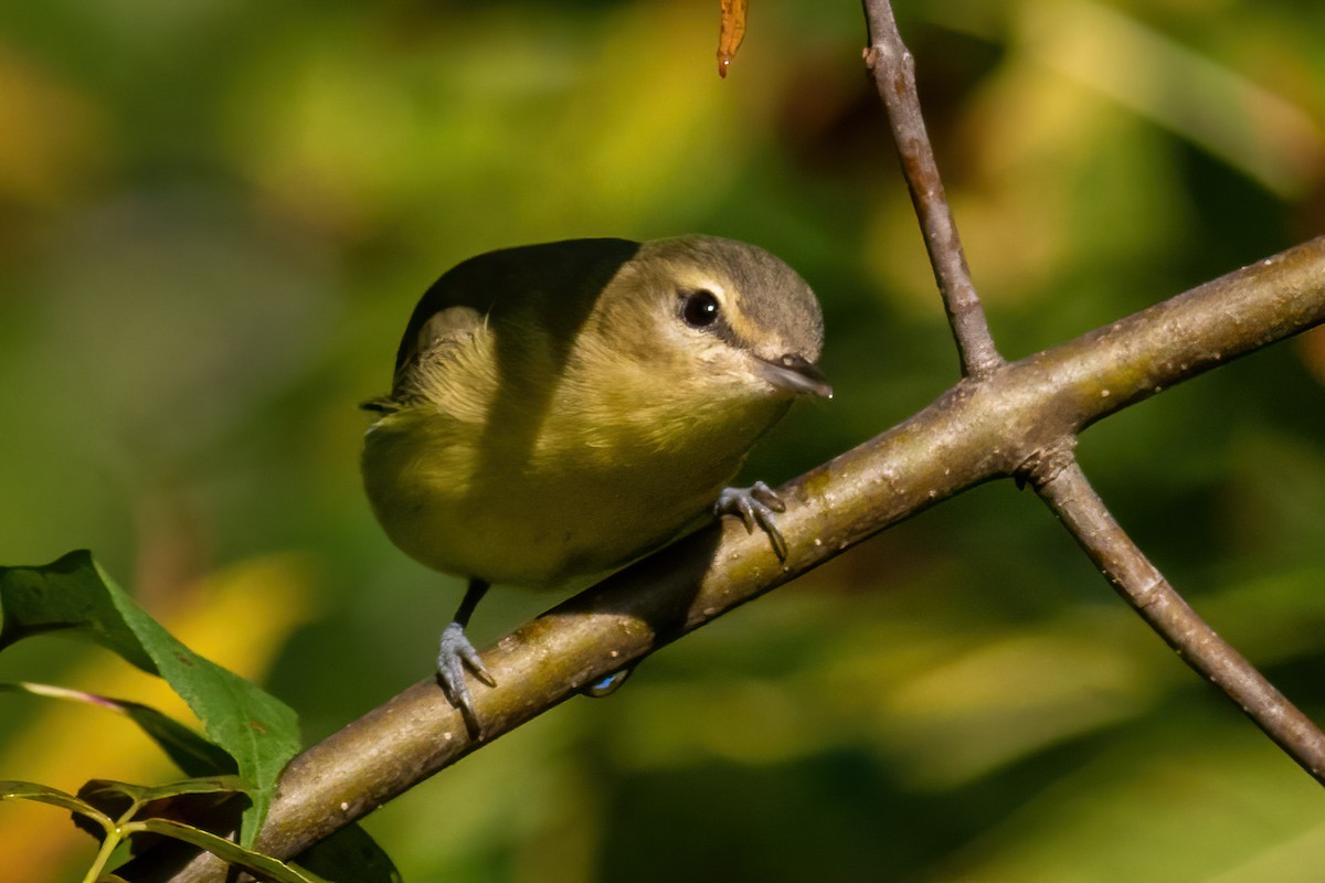 Philadelphia Vireo - ML608849452