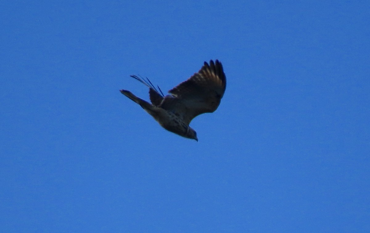 Red-shouldered Hawk (lineatus Group) - ML608849473