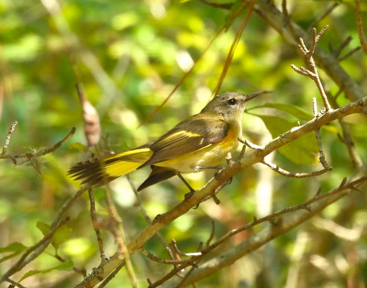 American Redstart - ML608849537