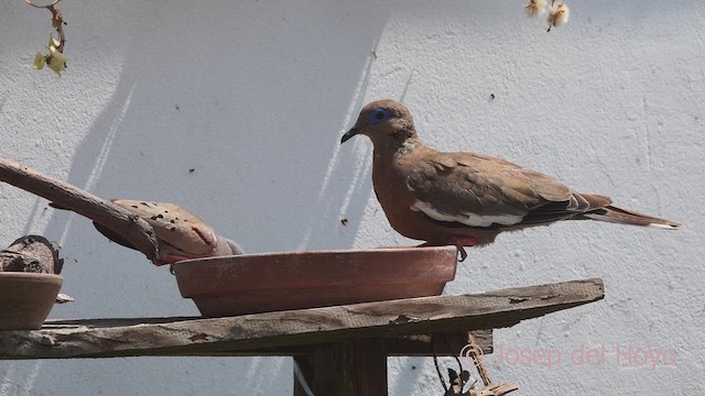 Croaking Ground Dove - ML608849543