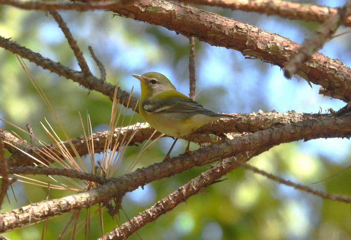 Northern Parula - ML608849544