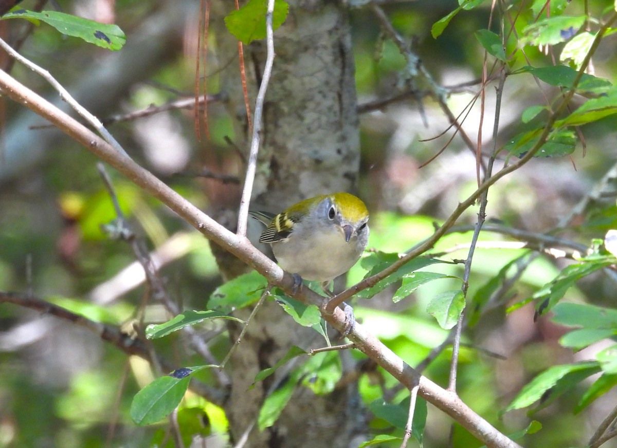 Chestnut-sided Warbler - Mike Manetz