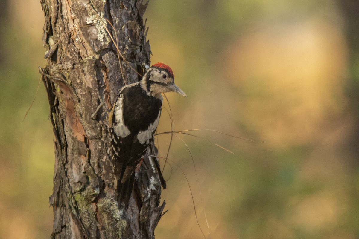 Himalayan Woodpecker - ML608849585