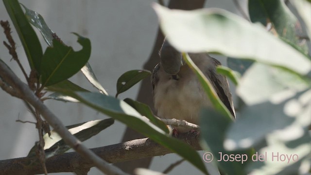 Croaking Ground Dove - ML608849606