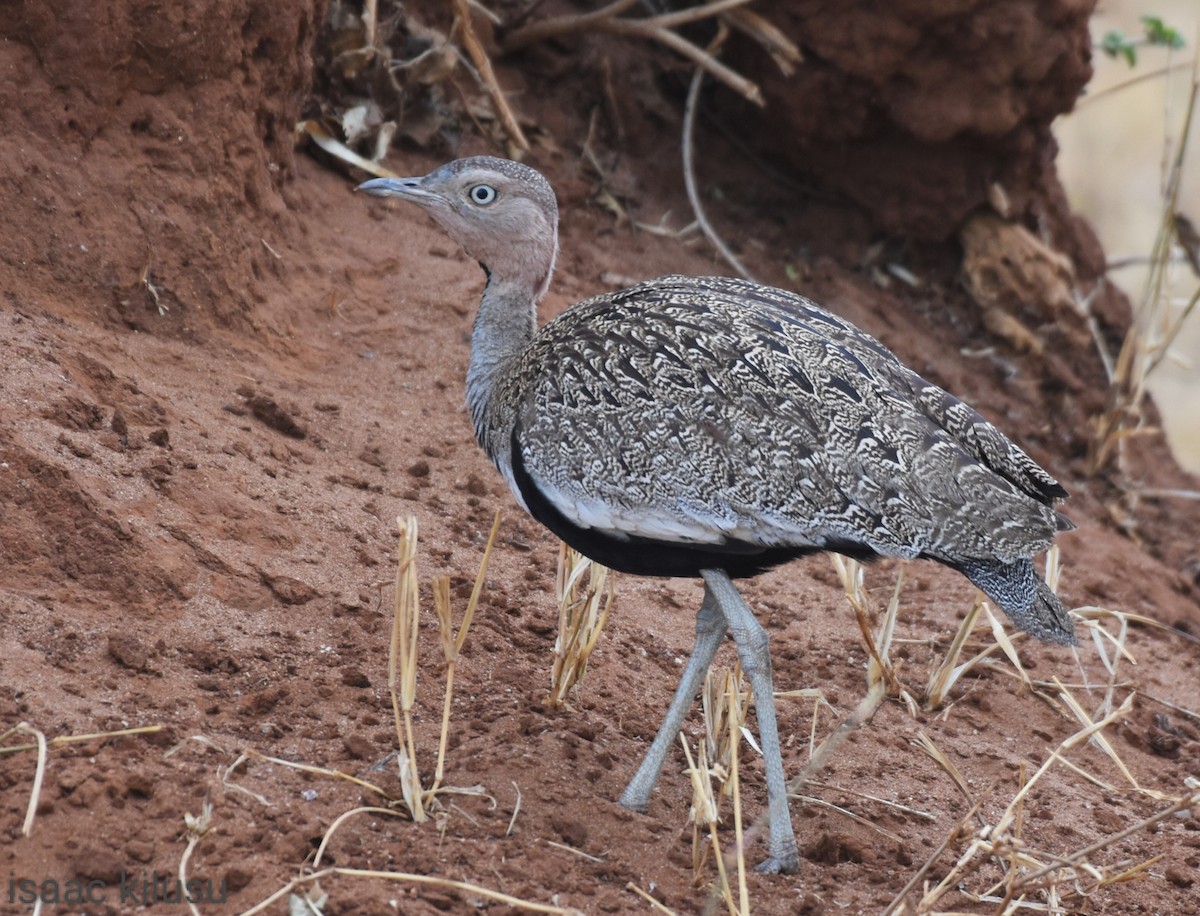 Buff-crested Bustard - ML608849620