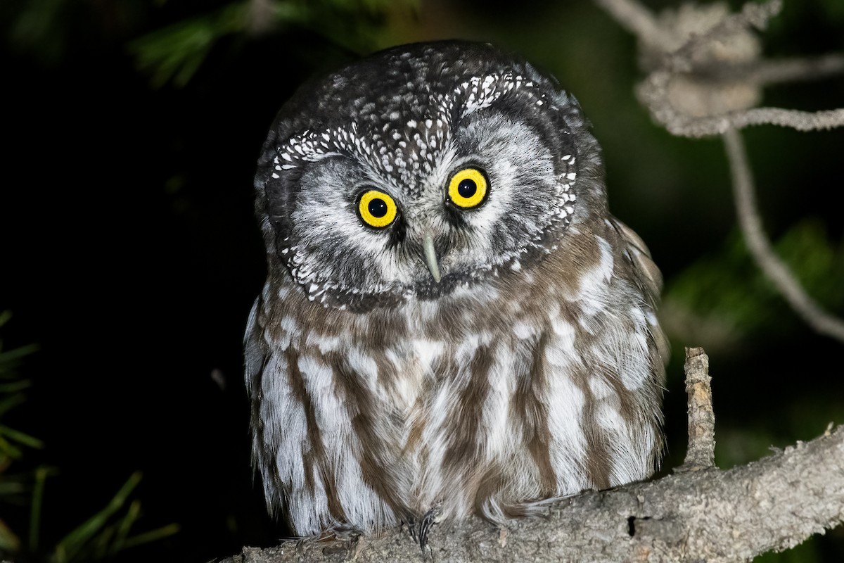 Boreal Owl (Richardson's) - Jeff Cooper