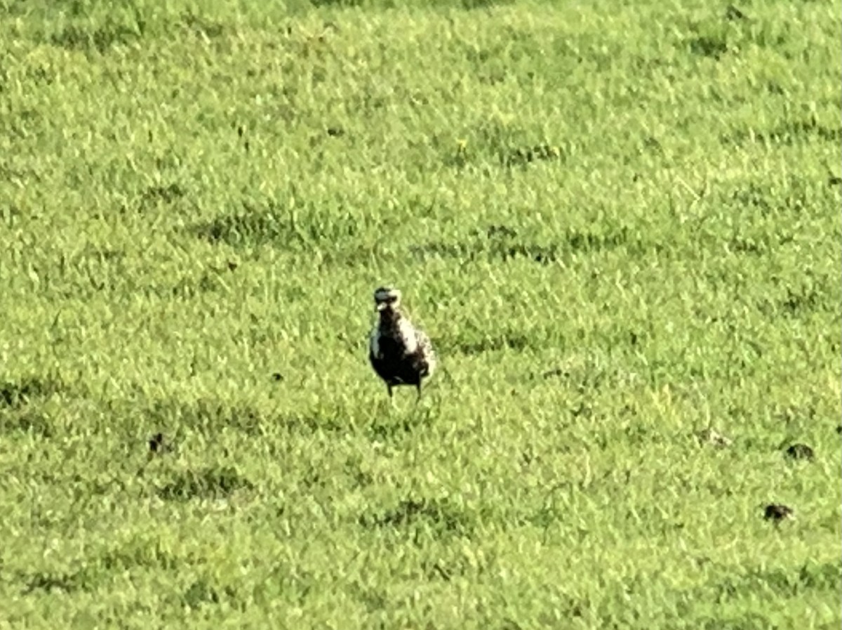 American Golden-Plover - ML608849795