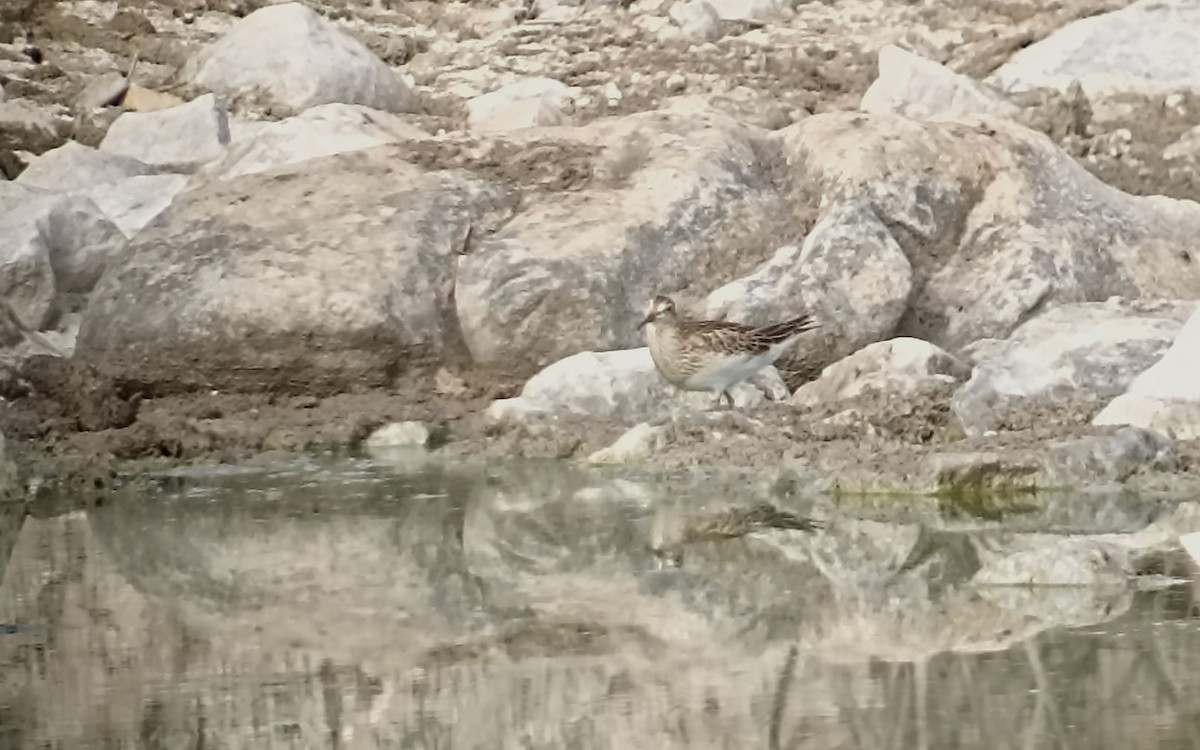 Pectoral Sandpiper - ML608849837