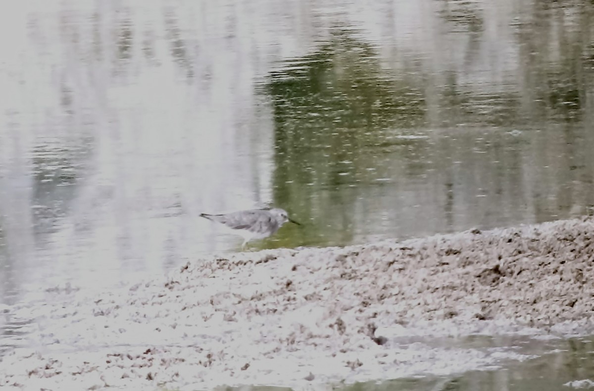 Temminck's Stint - ML608849838