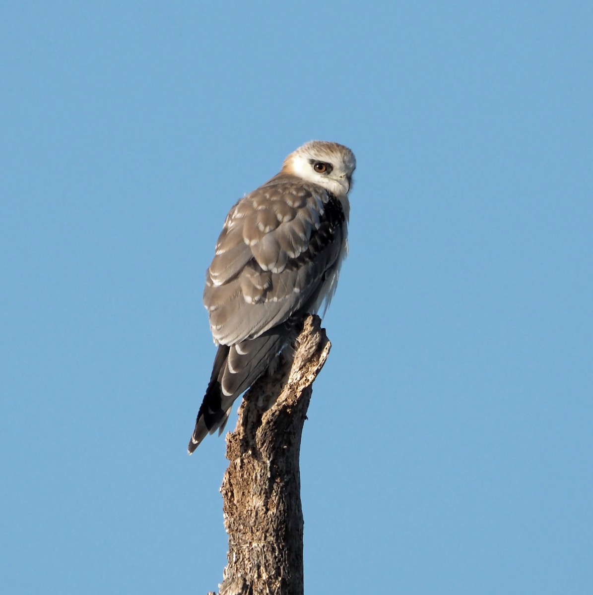 Black-shouldered Kite - ML608849862