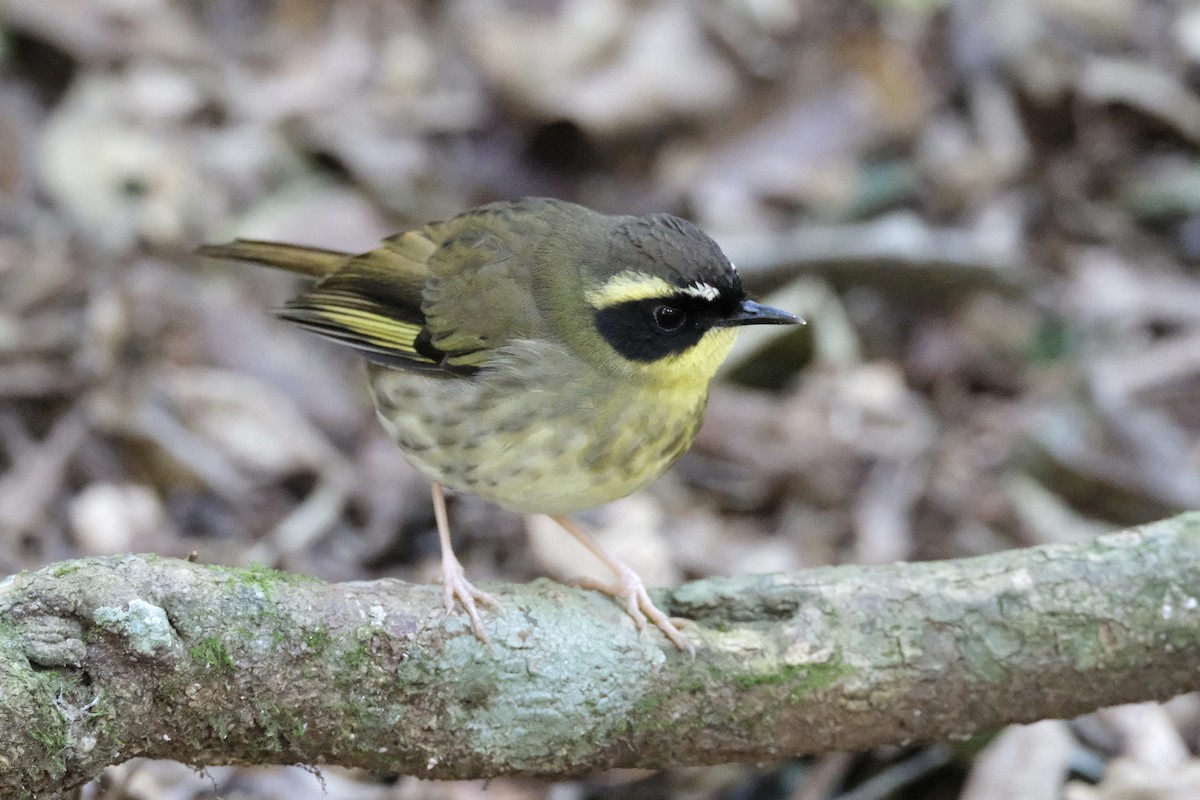 Yellow-throated Scrubwren - Adrian Brooks