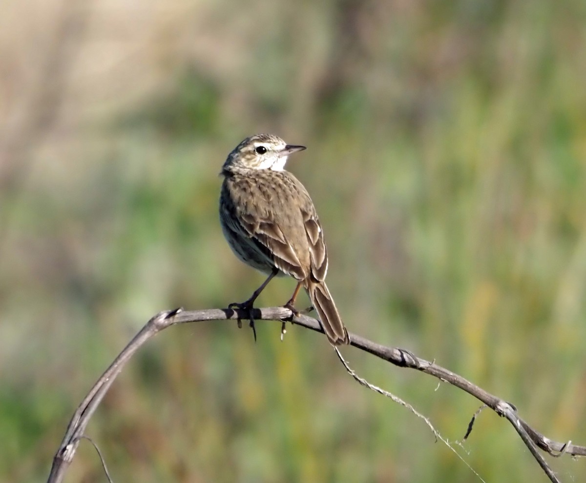 Australian Pipit - ML608849876