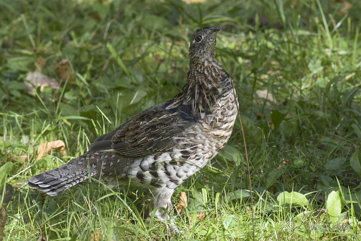 Ruffed Grouse - ML608849890