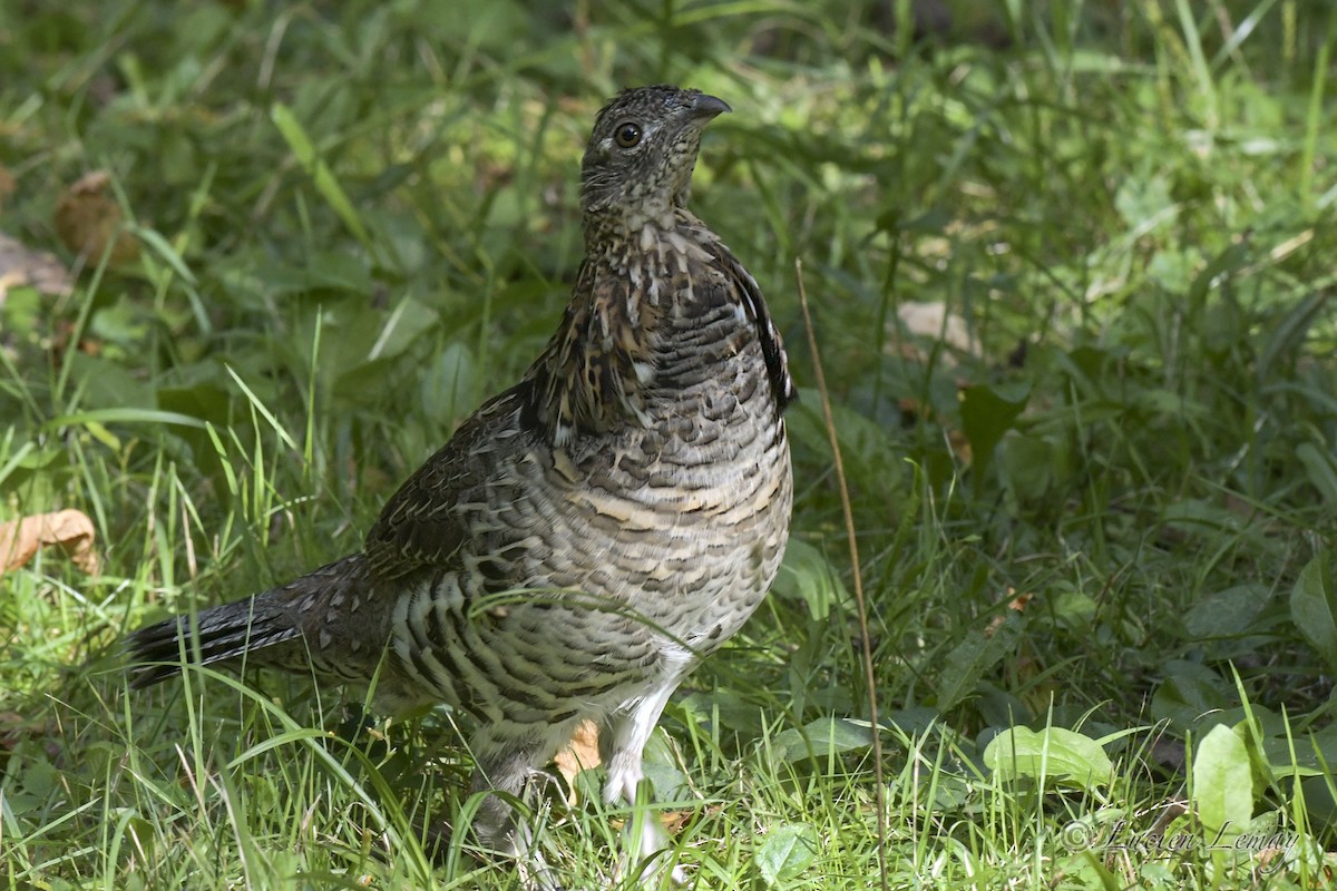 Ruffed Grouse - Lucien Lemay