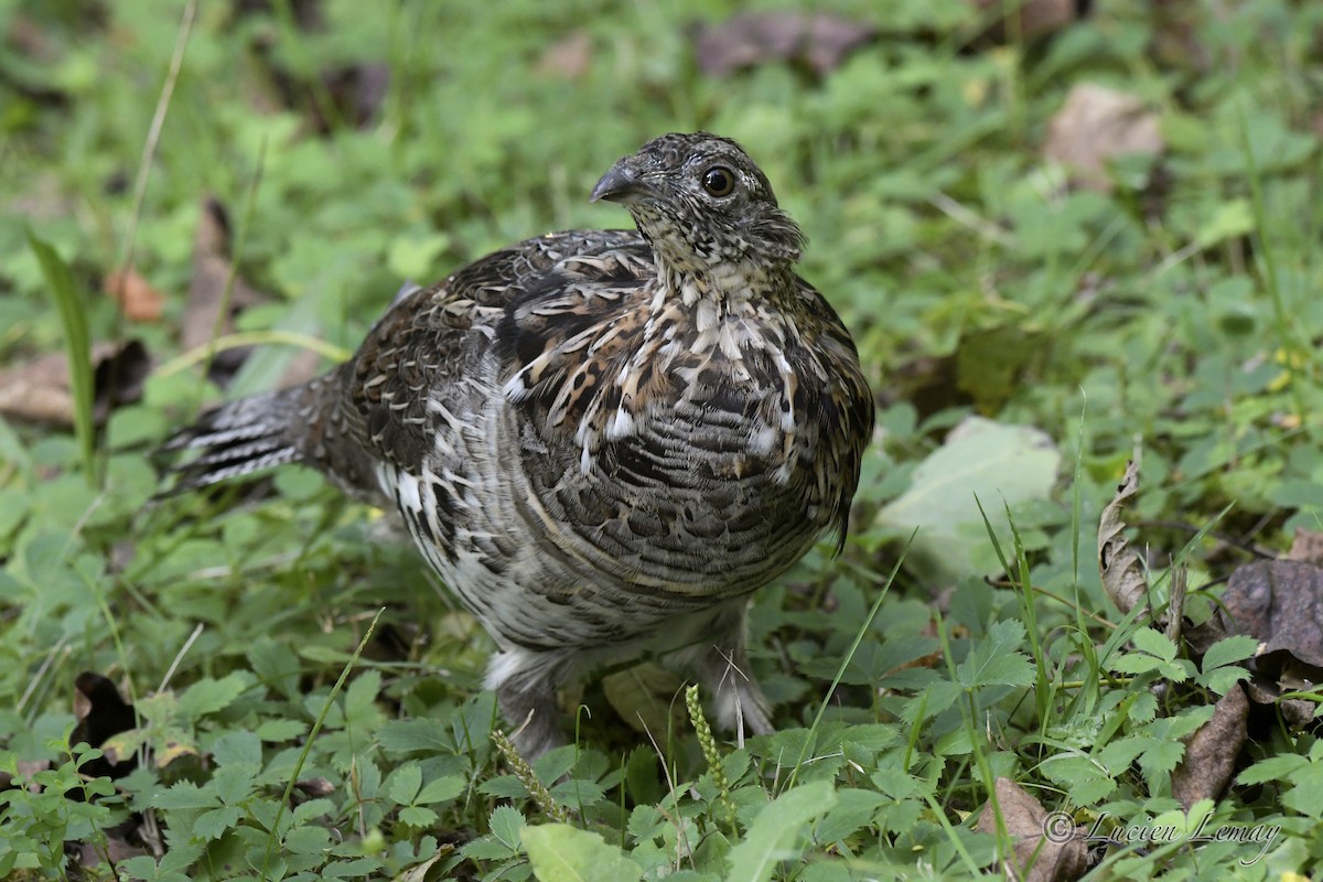 Ruffed Grouse - Lucien Lemay