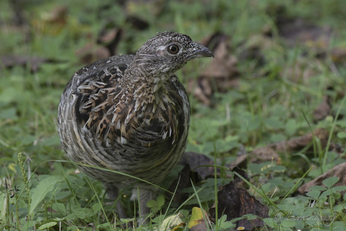 Ruffed Grouse - ML608849907