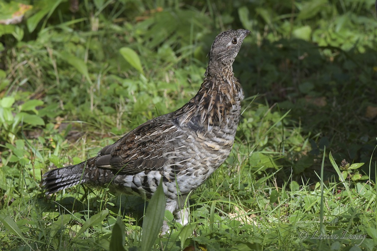 Ruffed Grouse - Lucien Lemay