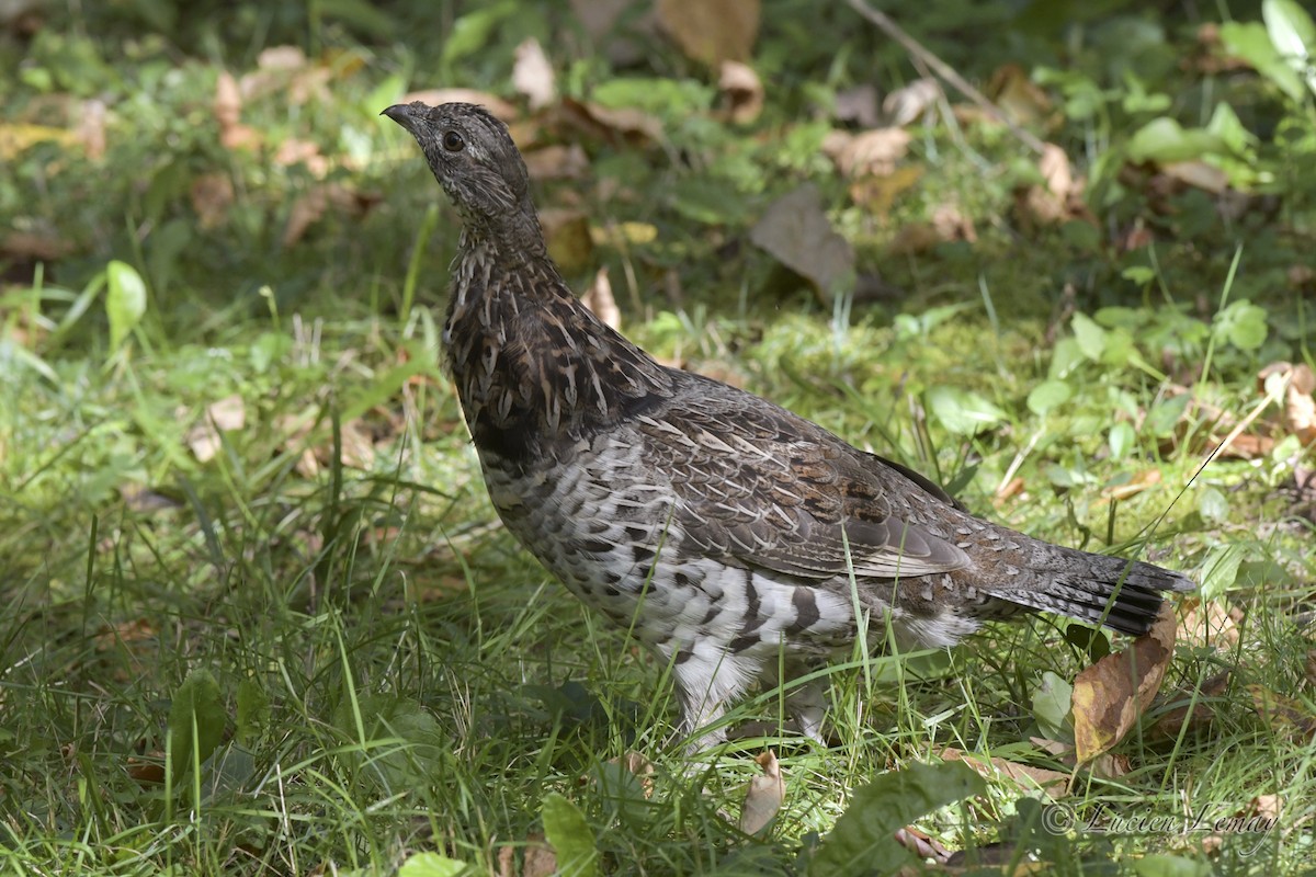 Ruffed Grouse - Lucien Lemay