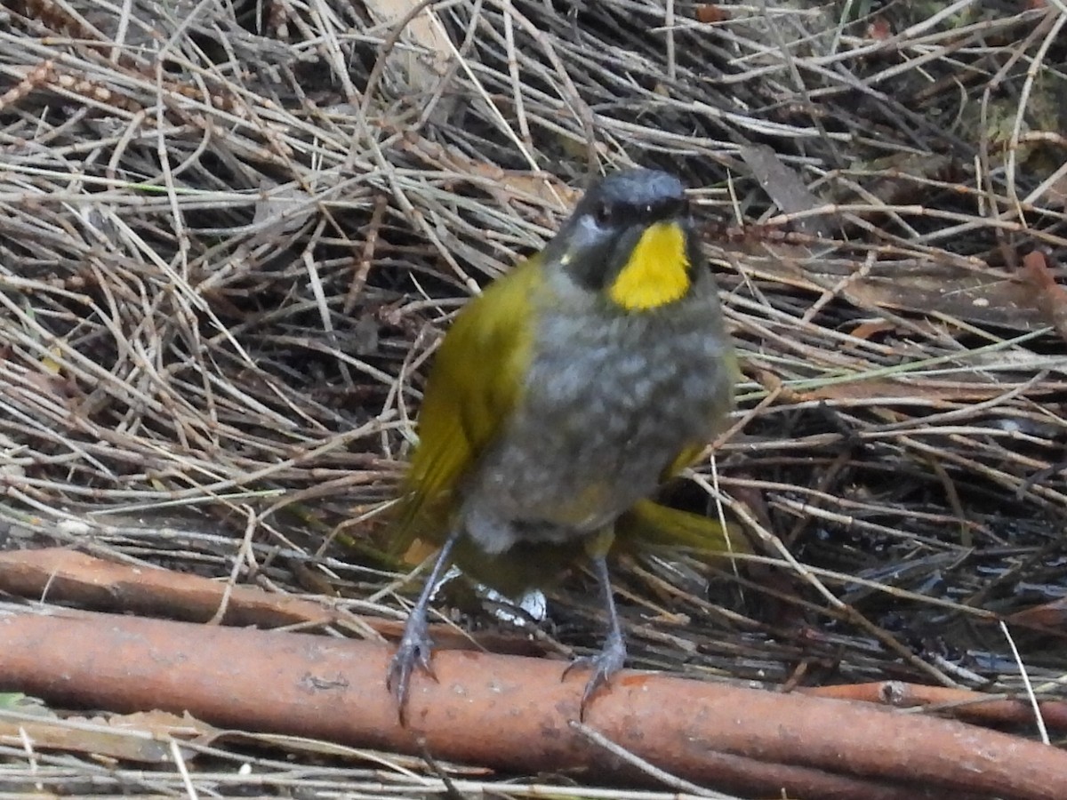 Yellow-throated Honeyeater - Scott Fox