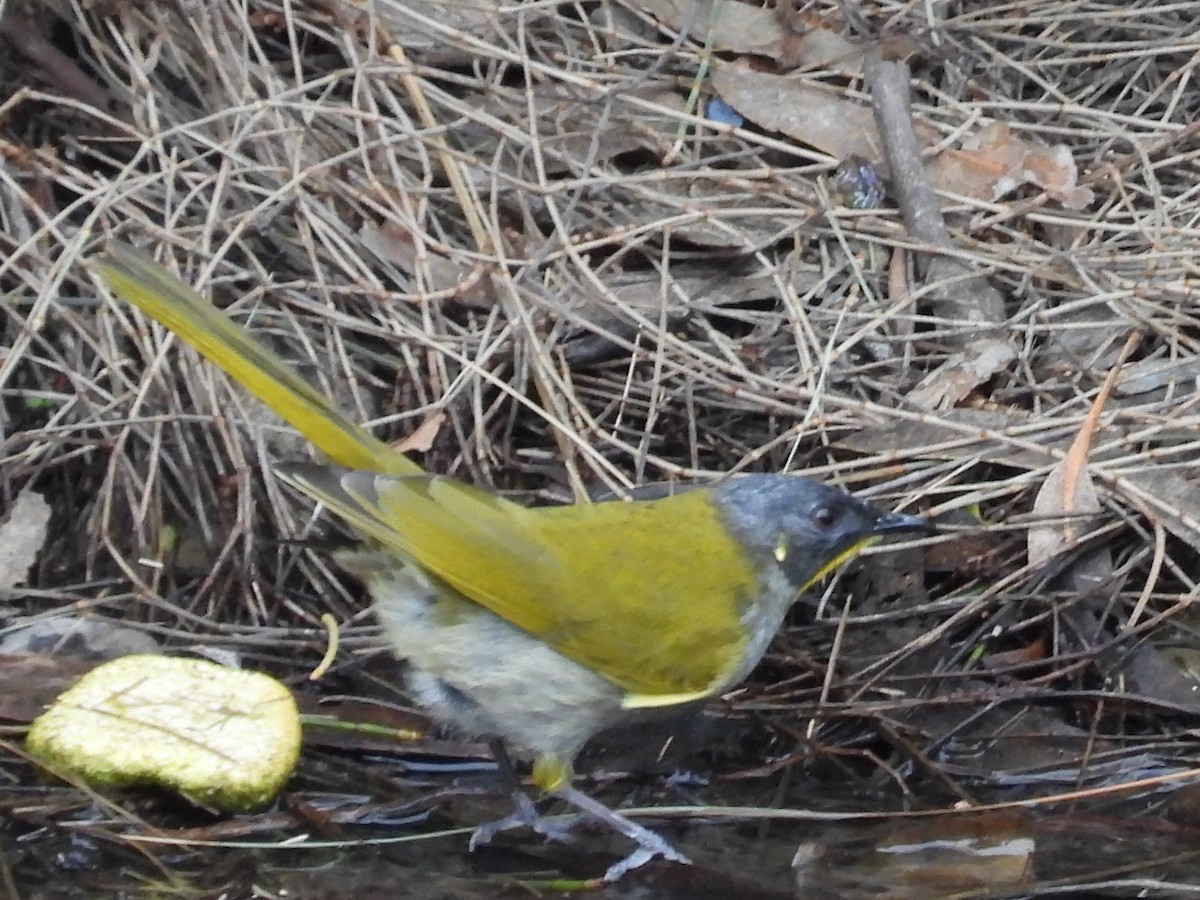 Méliphage à gorge jaune - ML608849987