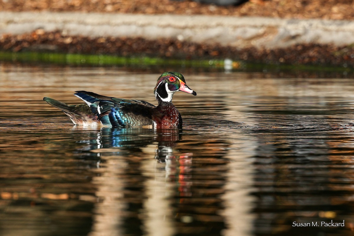 Wood Duck - Susan Packard