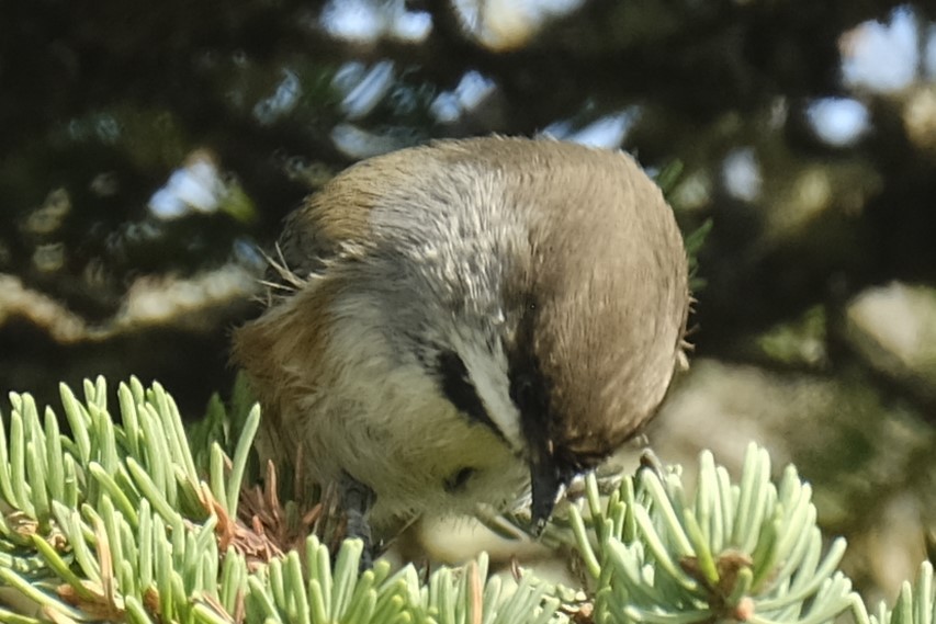 Mésange à tête brune - ML608850027