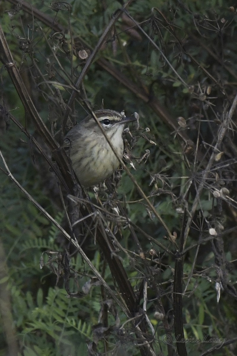 Palm Warbler - ML608850084