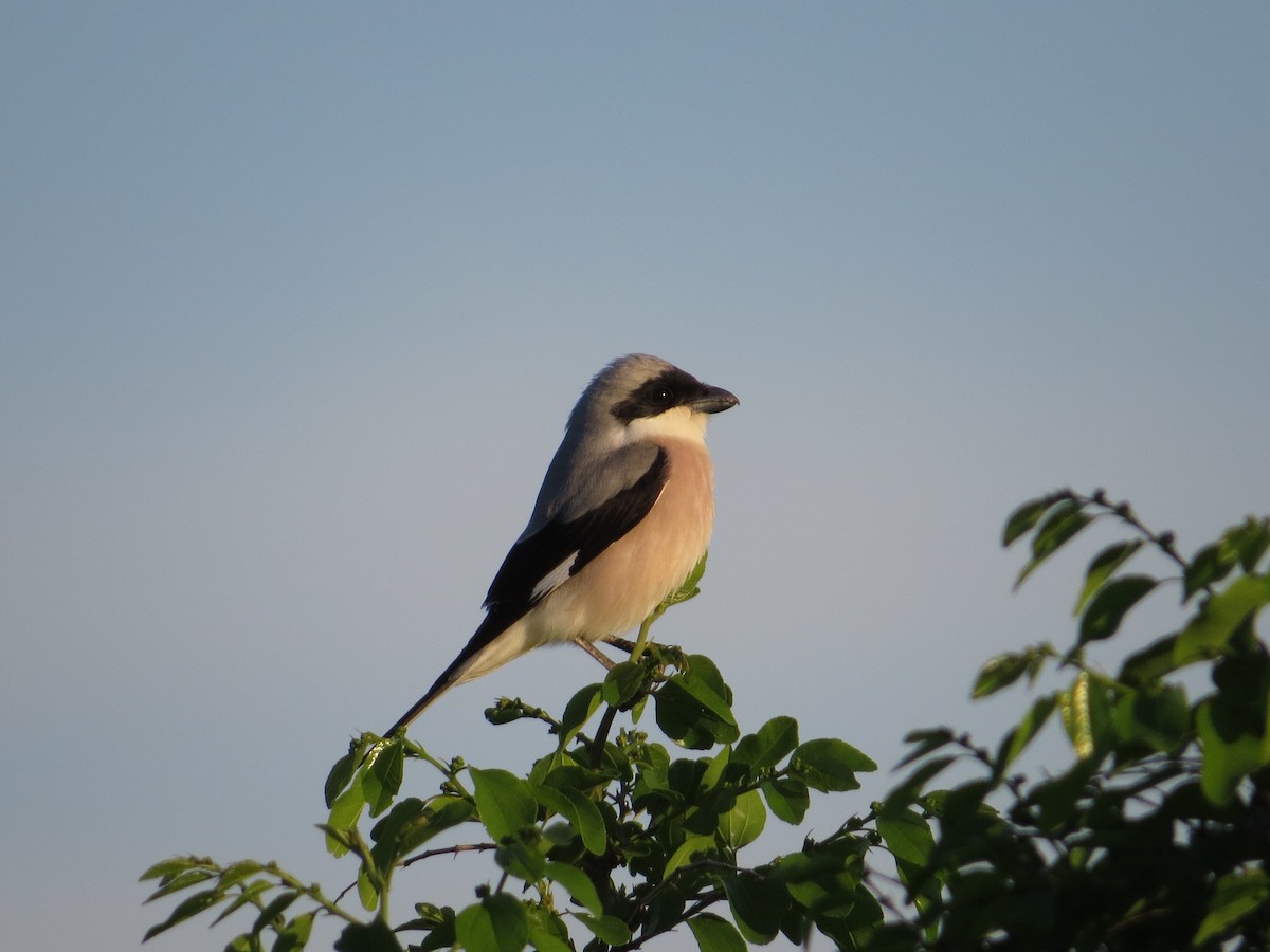 Lesser Gray Shrike - ML608850125