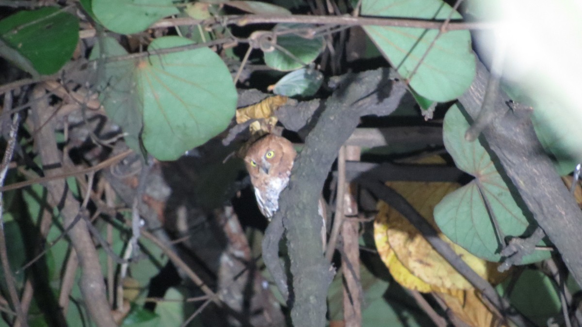 Oriental Scops-Owl - ML608850193