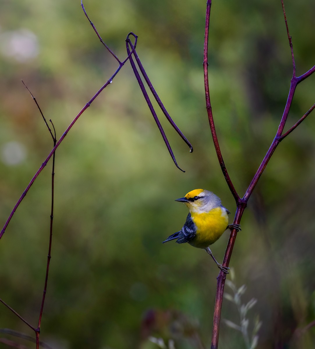 Brewster's Warbler (hybrid) - Anonymous