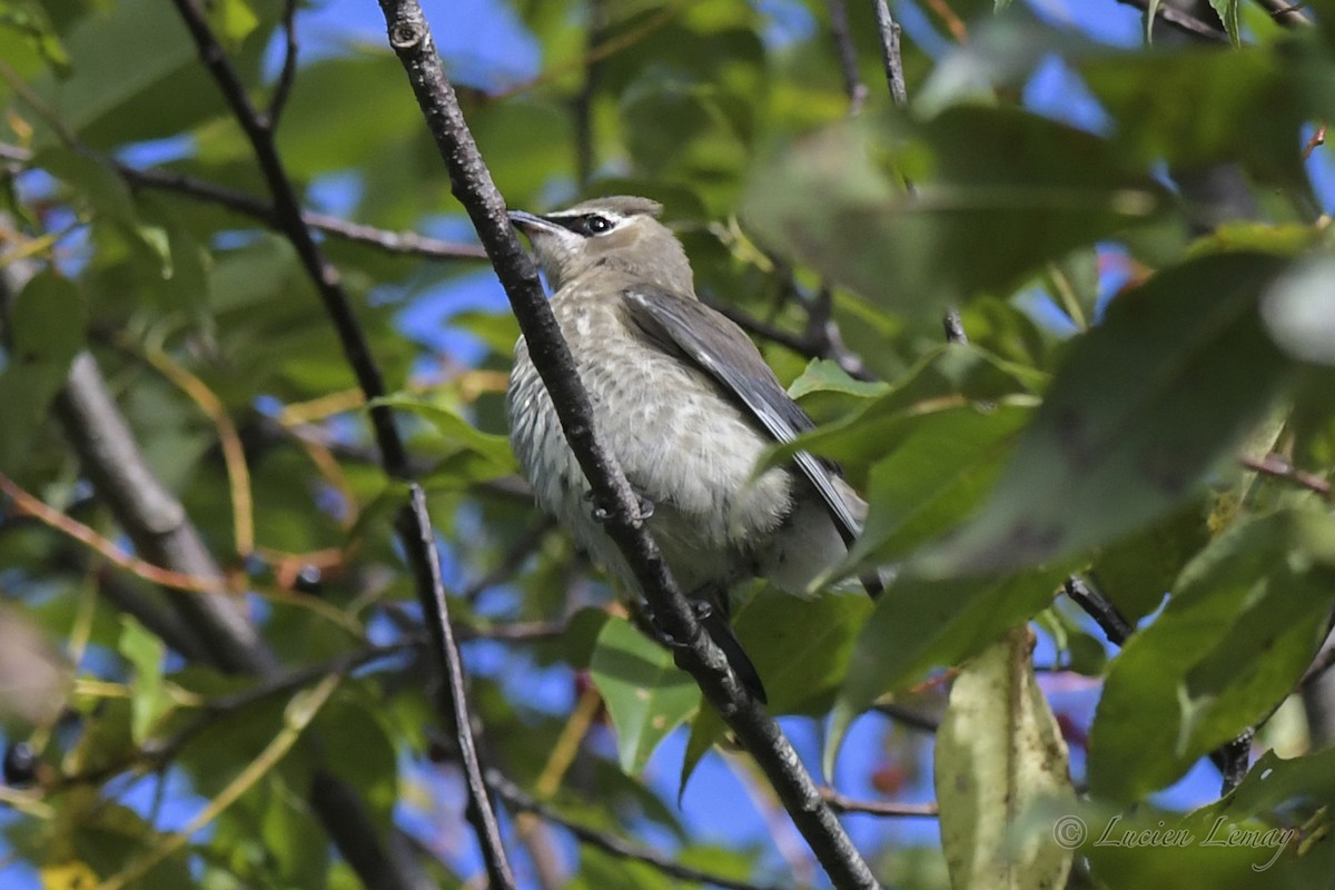 Cedar Waxwing - ML608850210