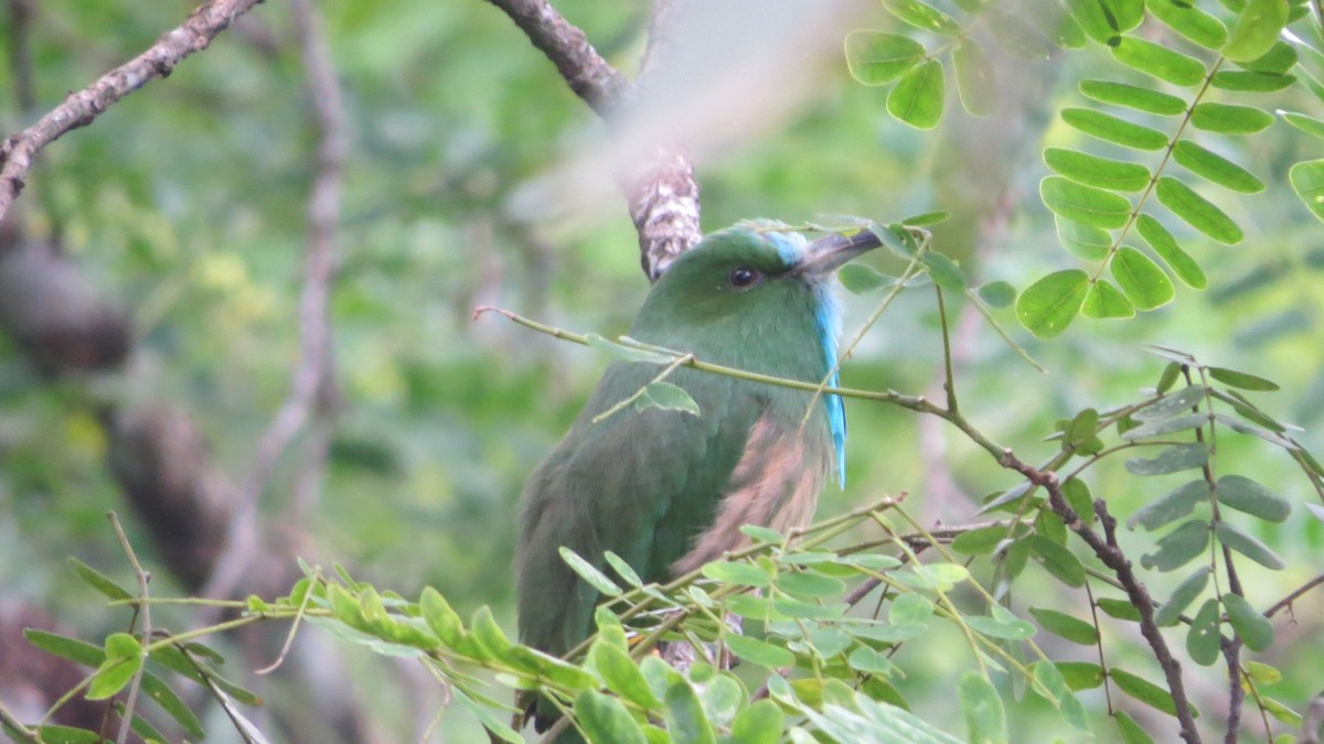 Blue-bearded Bee-eater - ML608850232