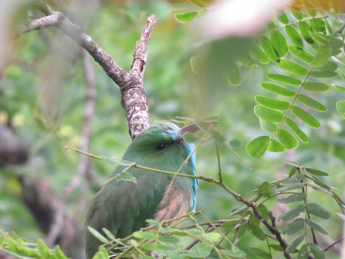 Blue-bearded Bee-eater - ML608850262