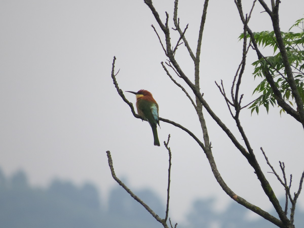 Chestnut-headed Bee-eater - ML608850277