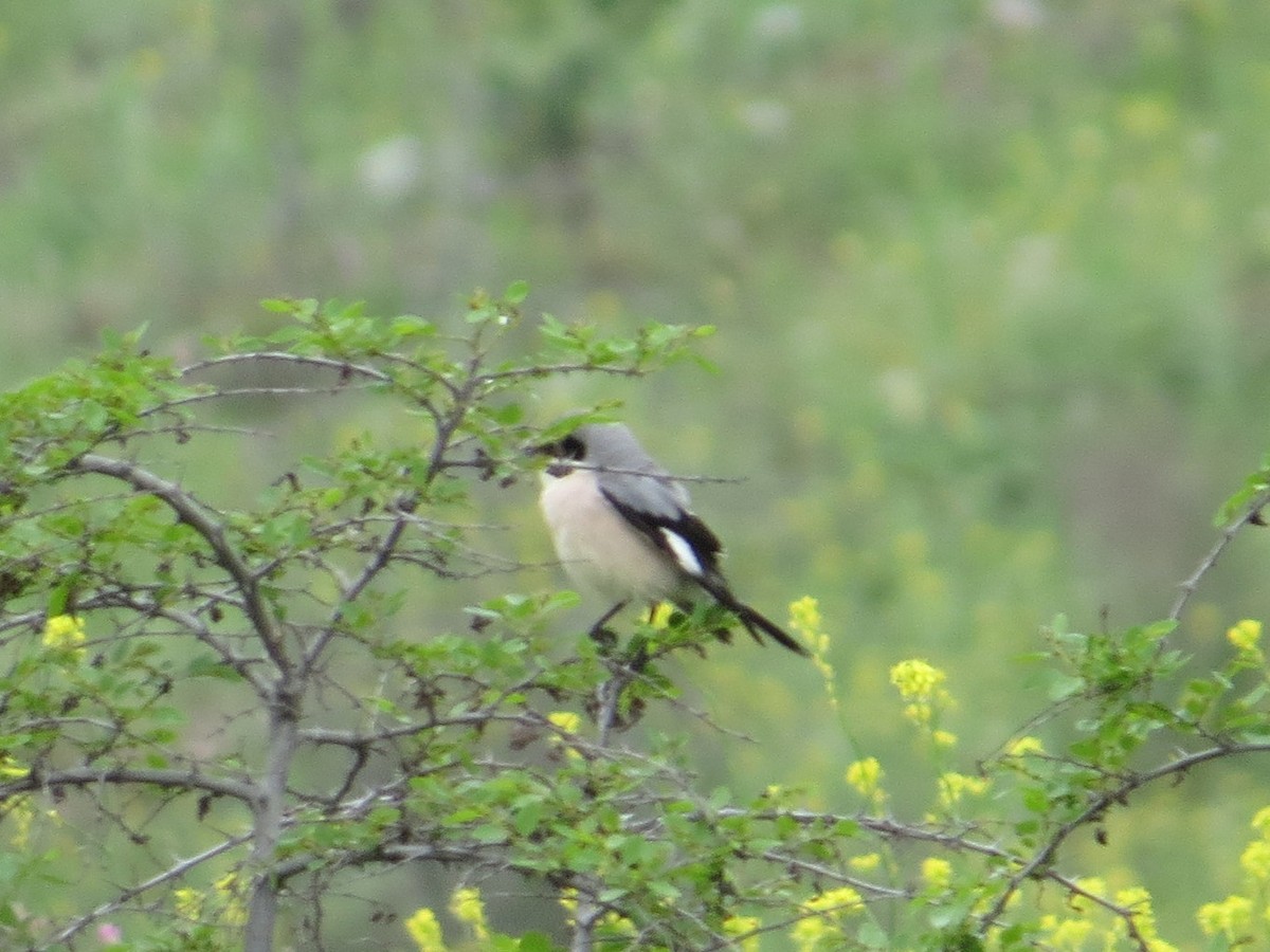 Lesser Gray Shrike - ML608850280