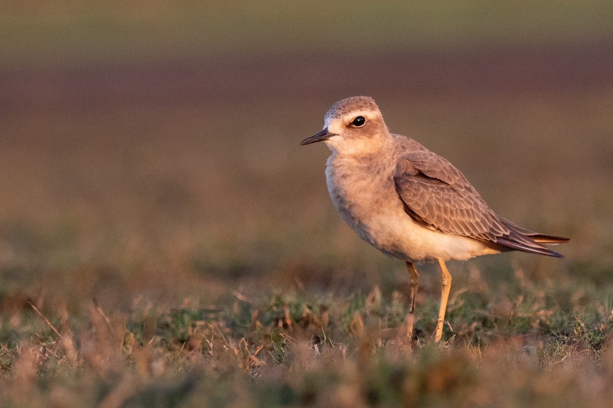 Oriental Plover - Bryn Pickering