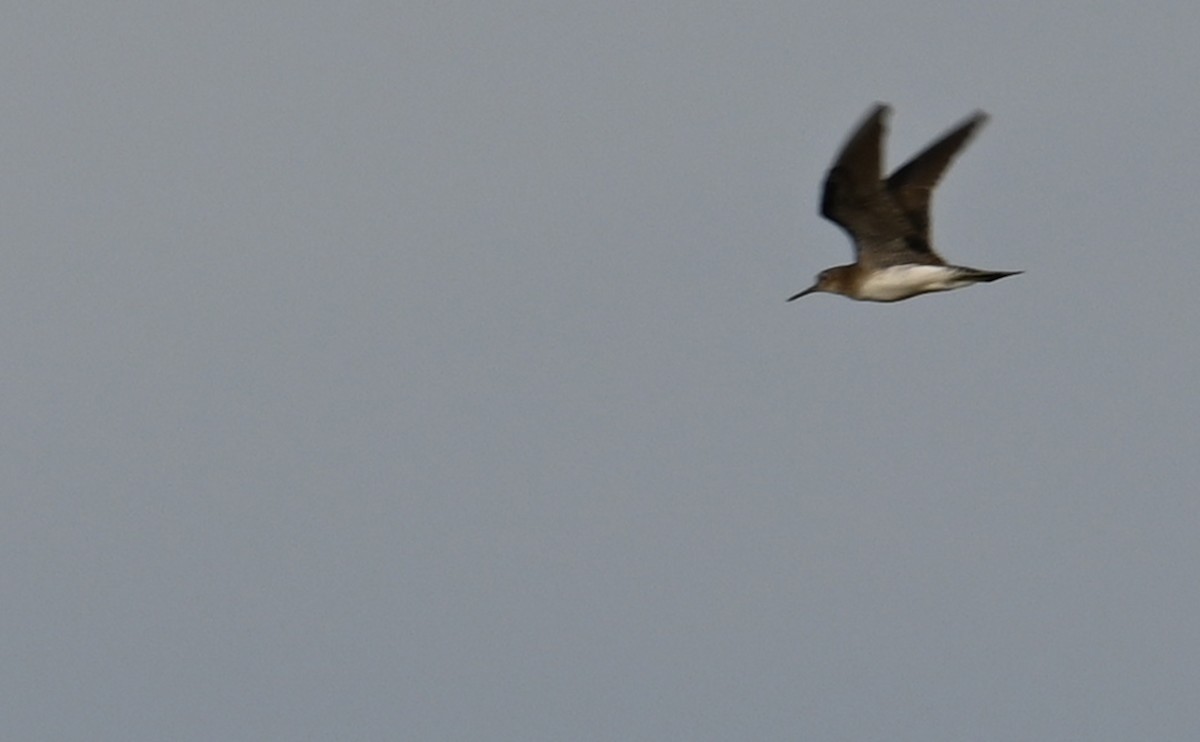 Solitary Sandpiper - ML608850363