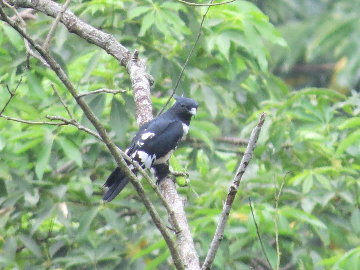 Black Baza - Govind Kumar