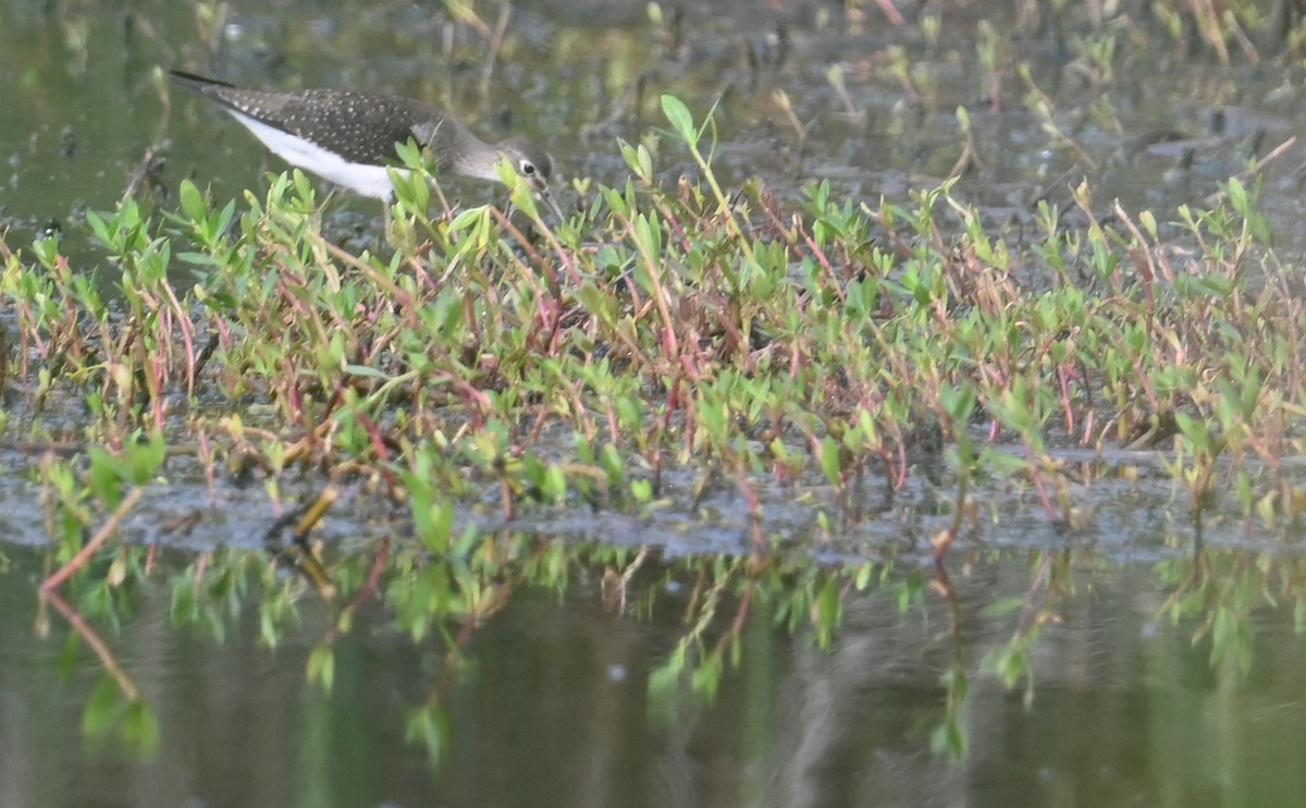 Solitary Sandpiper - ML608850376