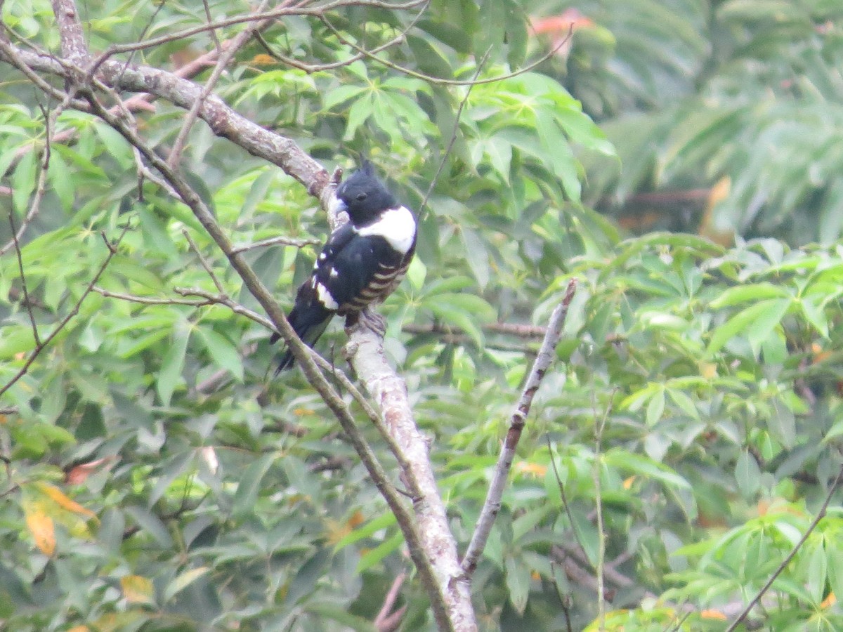 Black Baza - Govind Kumar